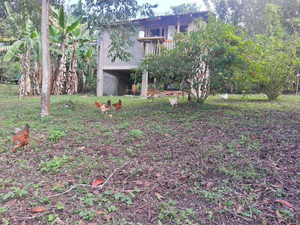 Xultun Farm Casa de hóspedes San Ignacio Exterior foto